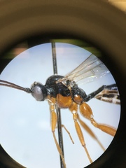 Ctenopelmatinae
