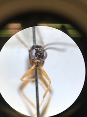 Ctenopelmatinae