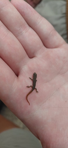 Common Dwarf Gecko