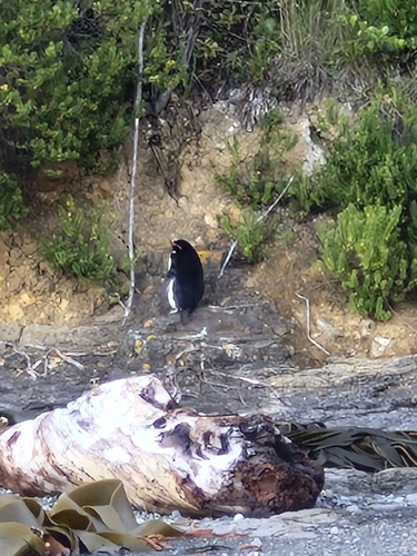 Snares Penguin (Eudyptes robustus), photo 7