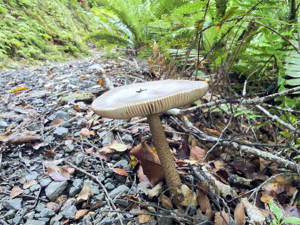 Amanita pekeoides · March 2026 · photo: © jeremy_rolfe (iNaturalist, cc-by)