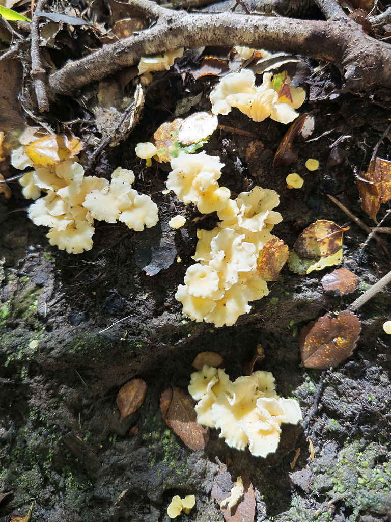 Cantharellus wellingtonensis · March 2026 · photo: © jeremy_rolfe (iNaturalist, cc-by)