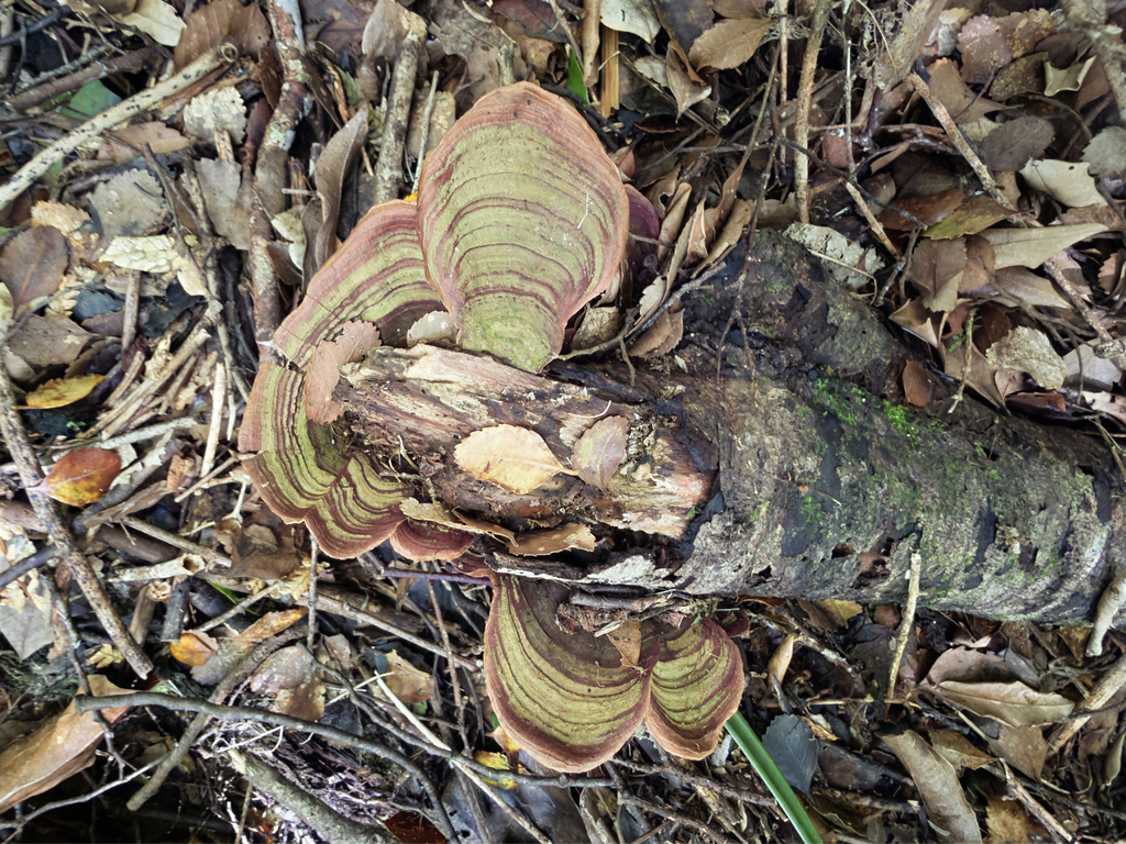 Stereum ostrea · March 2026 · photo: © jeremy_rolfe (iNaturalist, cc-by)