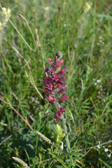 Pontechium maculatum