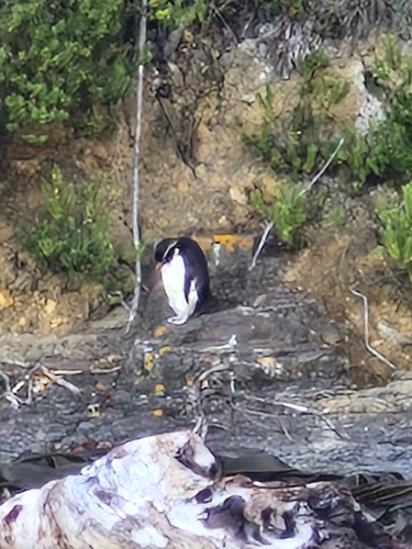 Snares Penguin (Eudyptes robustus), photo 6