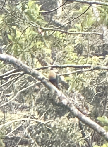 Yellow-breasted Fruit Dove (Ramphiculus occipitalis), photo 8