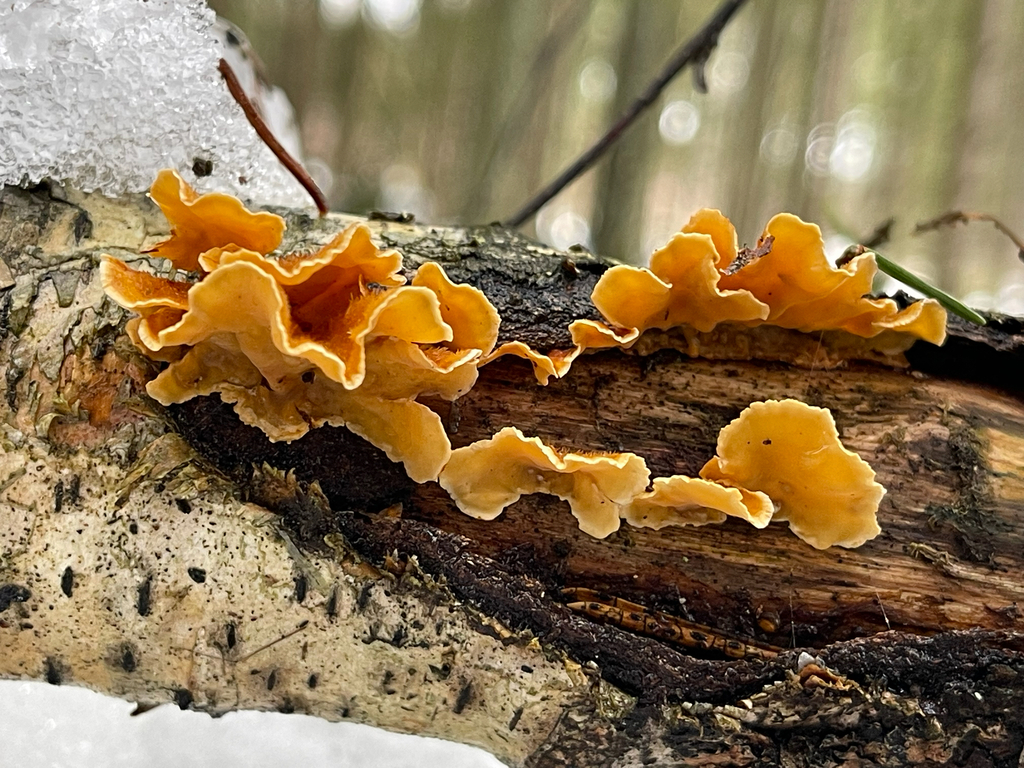 Stereum hirsutum · March 2026 · photo: © wkee4ager (iNaturalist, cc-by)