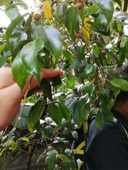 Ficus benjamina benjamina