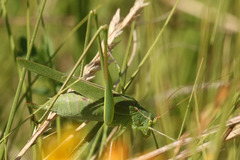 Burgilis curta