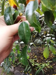 Ficus benjamina benjamina