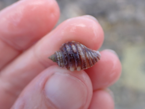 Dicathais orbita