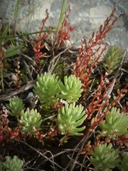 Sedum microcarpum
