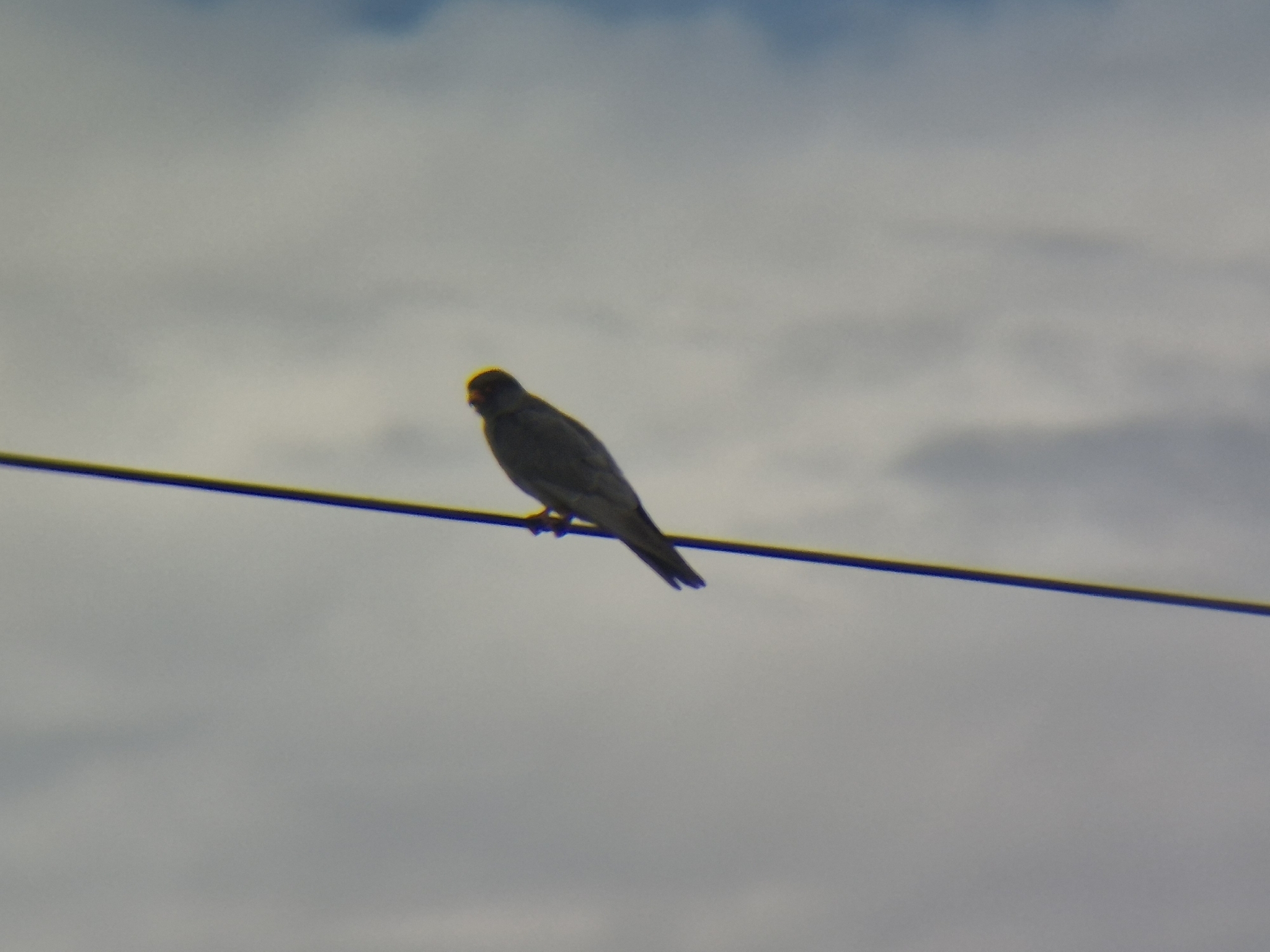 Amur Falcon (Falco amurensis), photo 4