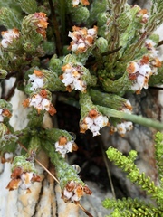 Erica oreotragus