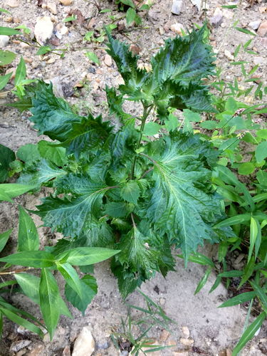Perilla frutescens