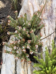 Erica oreotragus
