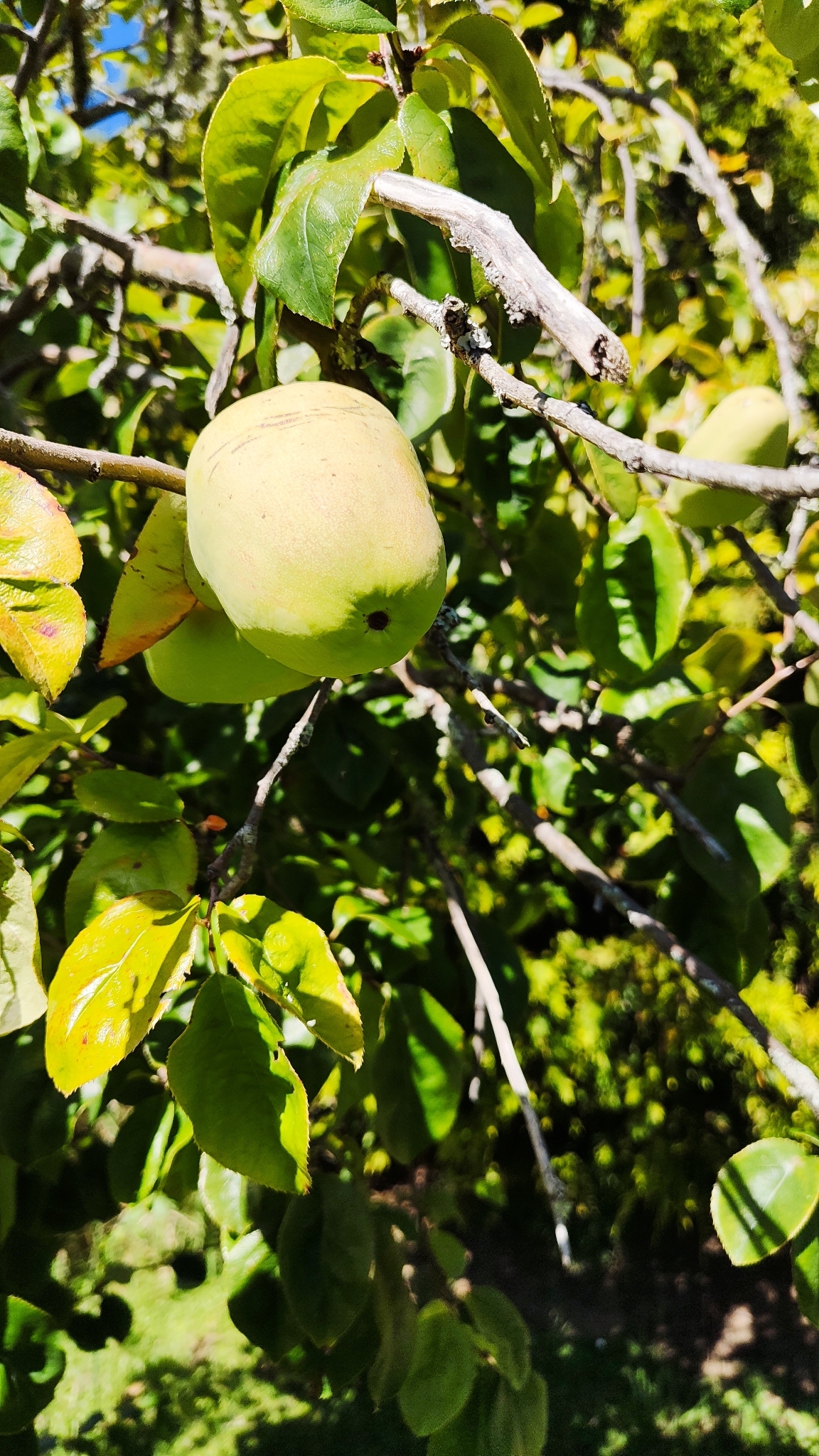 Imagem de marmelo-chinês