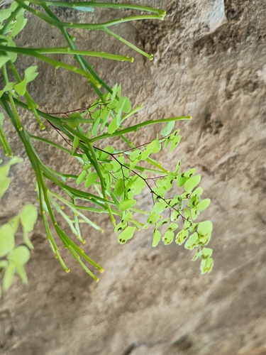 common maidenhair fern (Adiantum aethiopicum)