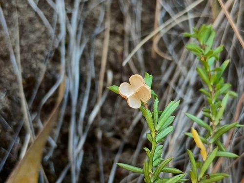 white marianth (Rhytidosporum procumbens)