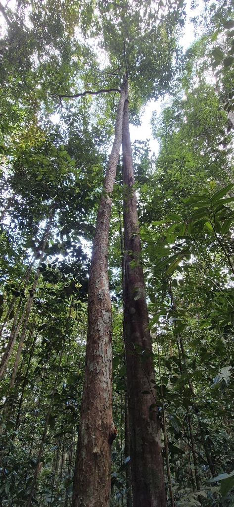 Dehaasia caesia (Dehaasia caesia)