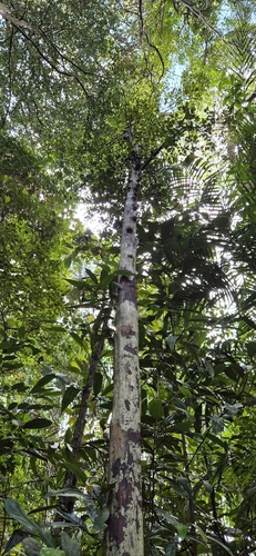 Garcinia cuneifolia