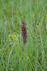 Pontechium maculatum