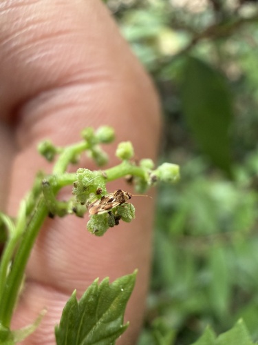 Cysteochila observed 2026-03-16