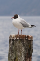 Chroicocephalus ridibundus