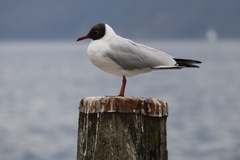 Chroicocephalus ridibundus