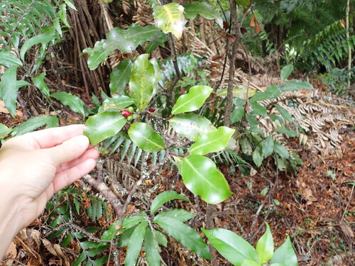 Oak-leaved Toropapa (Alseuosmia quercifolia)