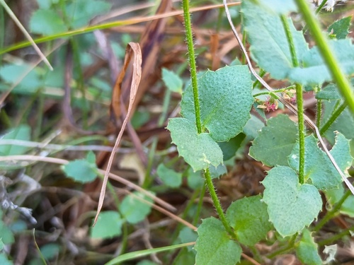 Gonocarpus mezianus (Gonocarpus mezianus)