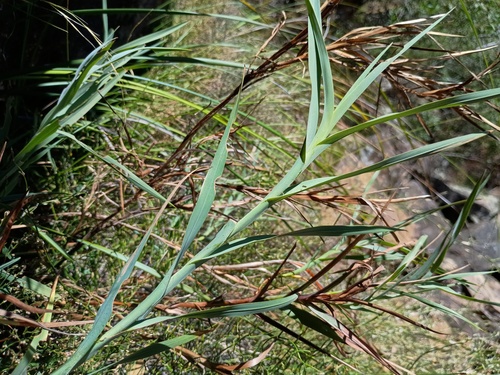 nodding blue lily (Stypandra glauca)