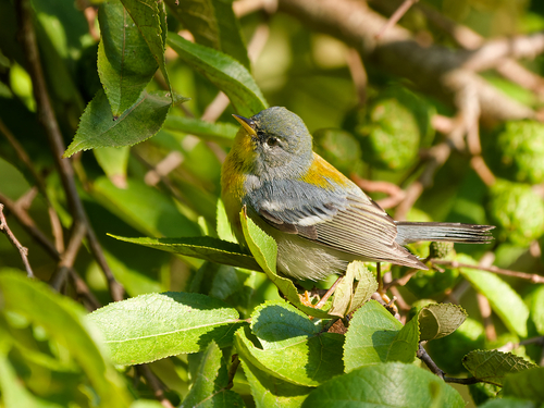 Northern Parula
