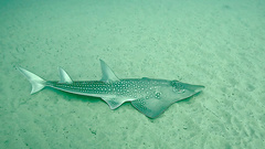 Whitespotted Wedgefish photo 1