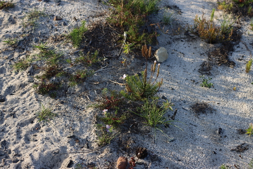 Fineleaf Puffbush (Pseudoselago spuria)