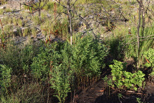 Western Keurboom (Virgilia oroboides)