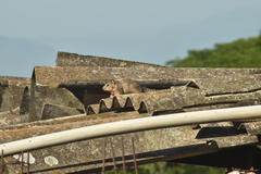 Notocitellus annulatus