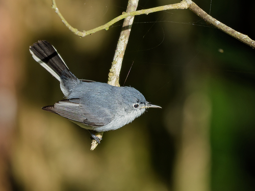 Blue-gray Gnatcatcher