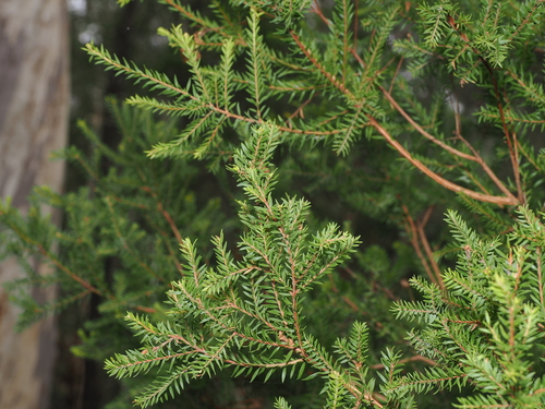 sieber’s paperbark (Melaleuca sieberi)