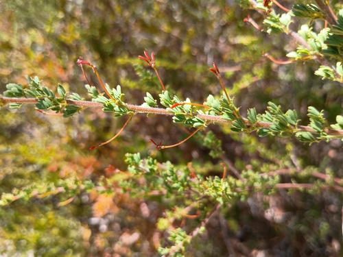 Mitchell's wattle (Acacia mitchellii)
