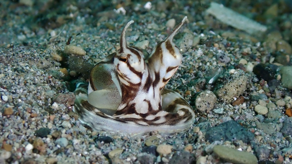 Mimic octopus