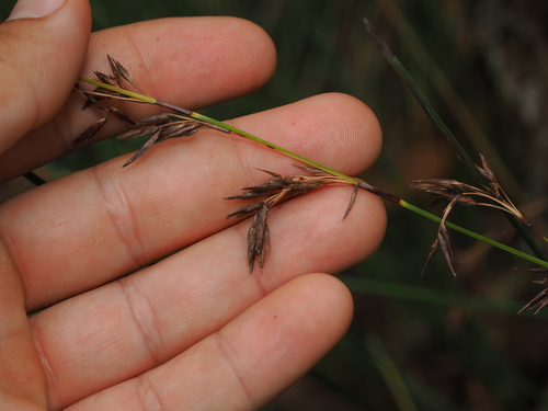 Zig-zag Bogrush (Schoenus brevifolius)