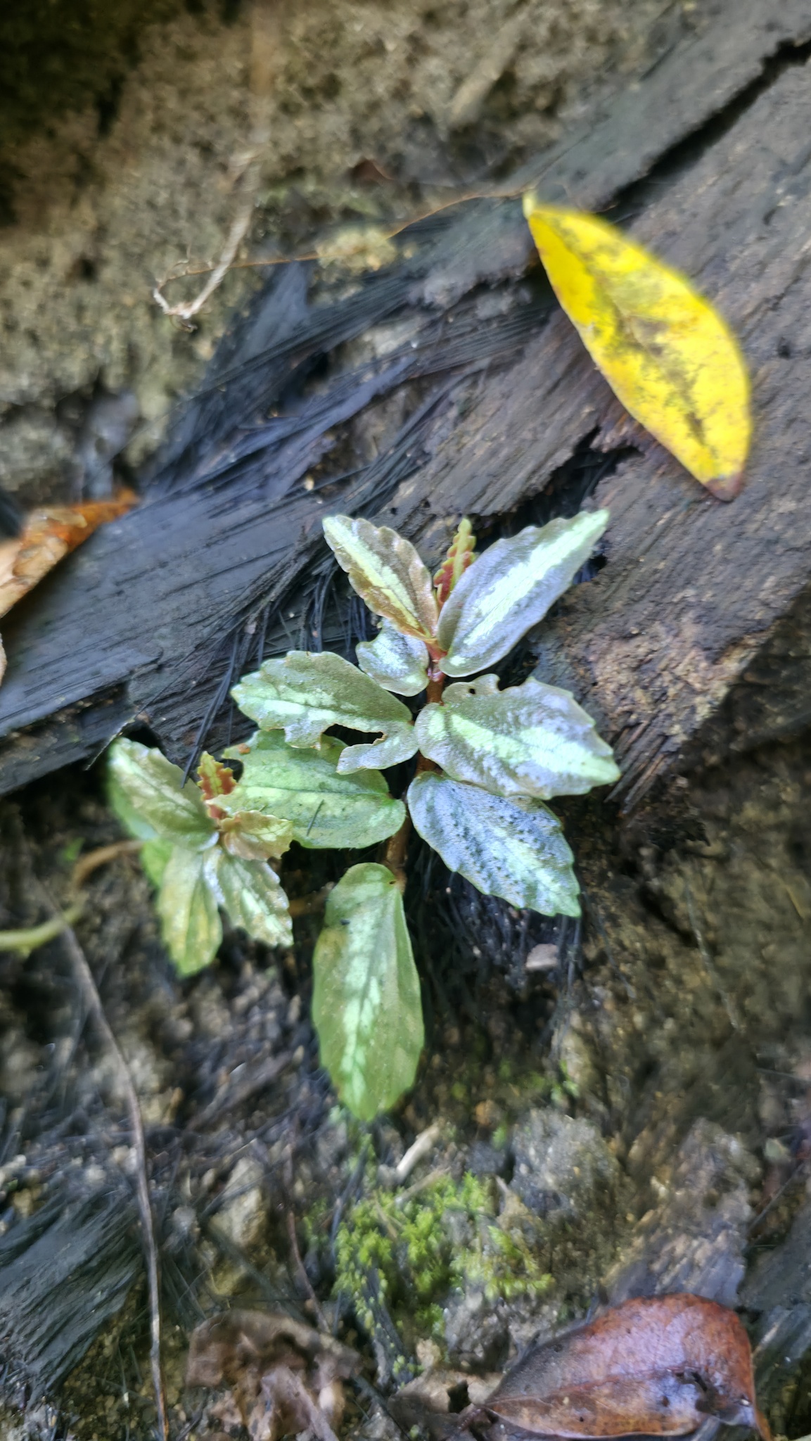 Procris repens (Procris repens)