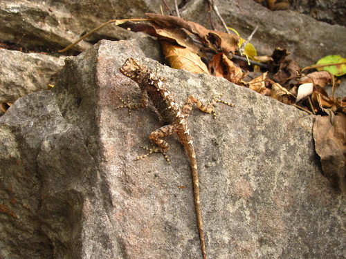 Dunn's Anole