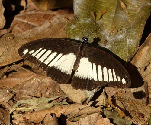 Mimetic Swallowtail