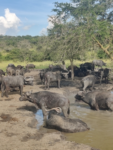 Cape Buffalo