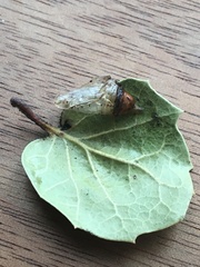 Phryganidia californica