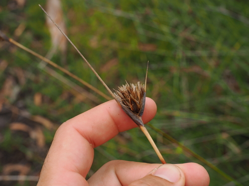 Feather Sedge (Ptilothrix deusta)