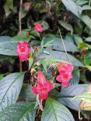 Kohleria inaequalis