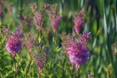 Filipendula